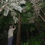 Rainforest daintree