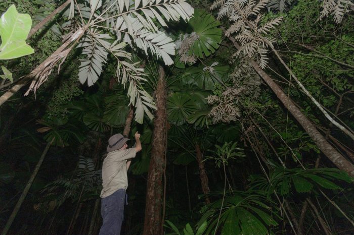 Rainforest daintree